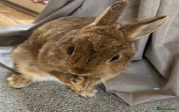 Netherland Dwarf rabbits for sale: Pure Netherland dwarf female - Image 2