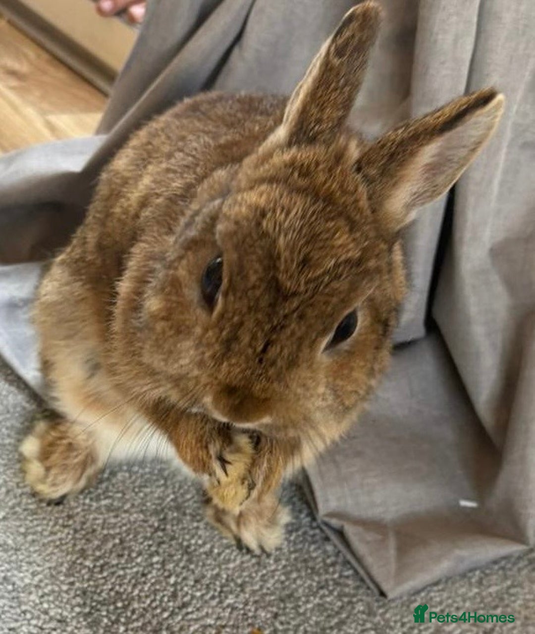 Netherland Dwarf rabbits for sale: Pure Netherland dwarf female - Image 2