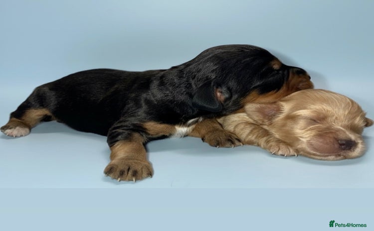 Cocker Spaniel dogs - Advert 16
