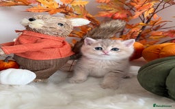 British Shorthair cats for sale: Blue Golden British Shorthair - Image 21
