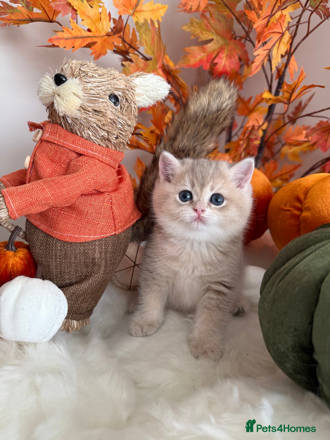 British Shorthair cats for sale: Blue Golden British Shorthair - Image 21