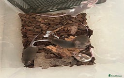 Mouse rodents for sale: Baby Fancy Mice for sale - Image 3