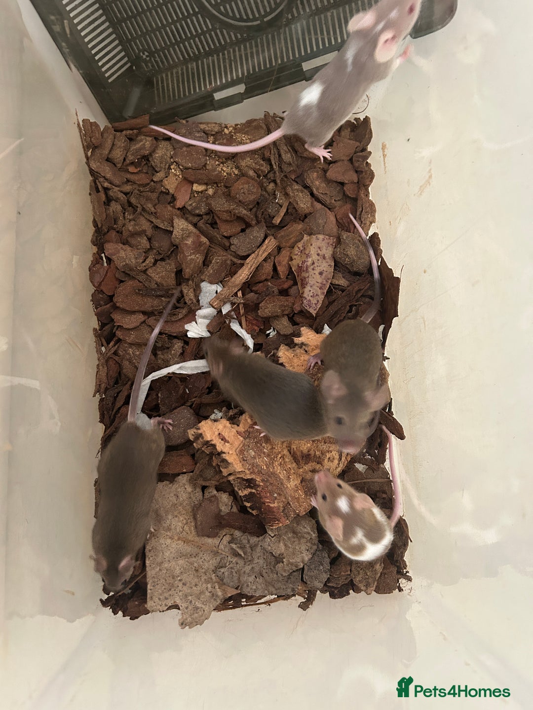 Mouse rodents for sale: Baby Fancy Mice for sale - Image 3