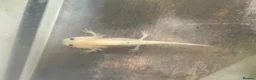 Barbs fish for sale: Baby axolotl - Advert 4