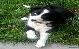 Border Collie dogs for sale: Beautiful girl non kc  - Image 15
