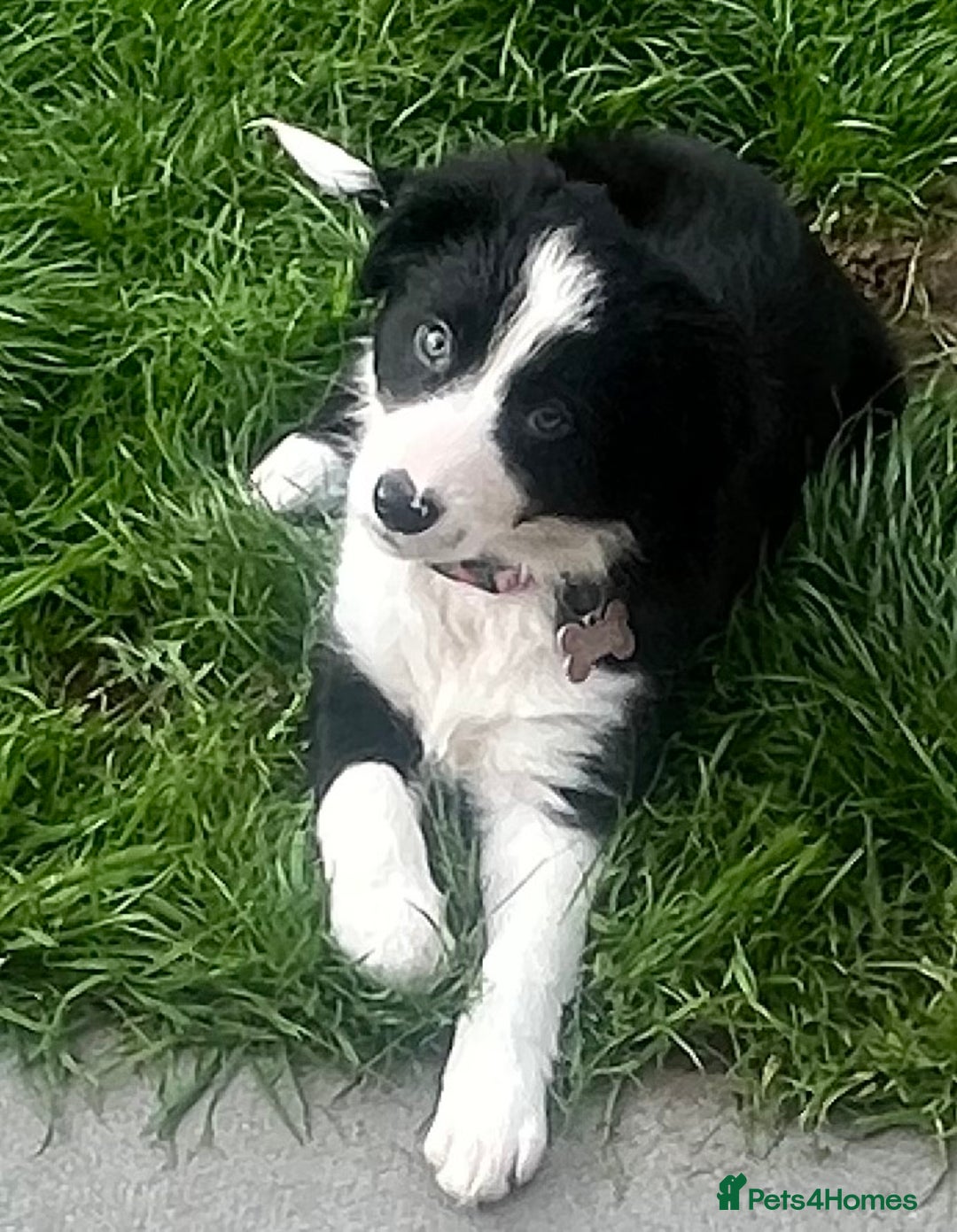 Border Collie dogs for sale: Beautiful girl non kc  - Image 15