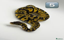 Python Snake reptiles for sale: Baby ball pythons for sale  - Image 4