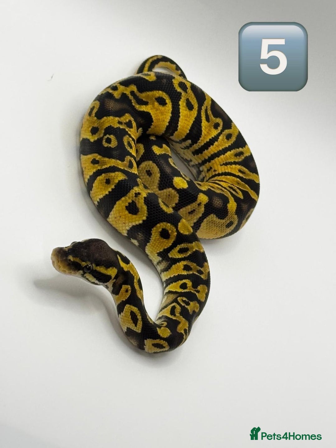 Python Snake reptiles for sale: Baby ball pythons for sale  - Image 4