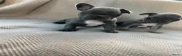 French Bulldog dogs for sale: French bulldog puppy's  - Advert 12