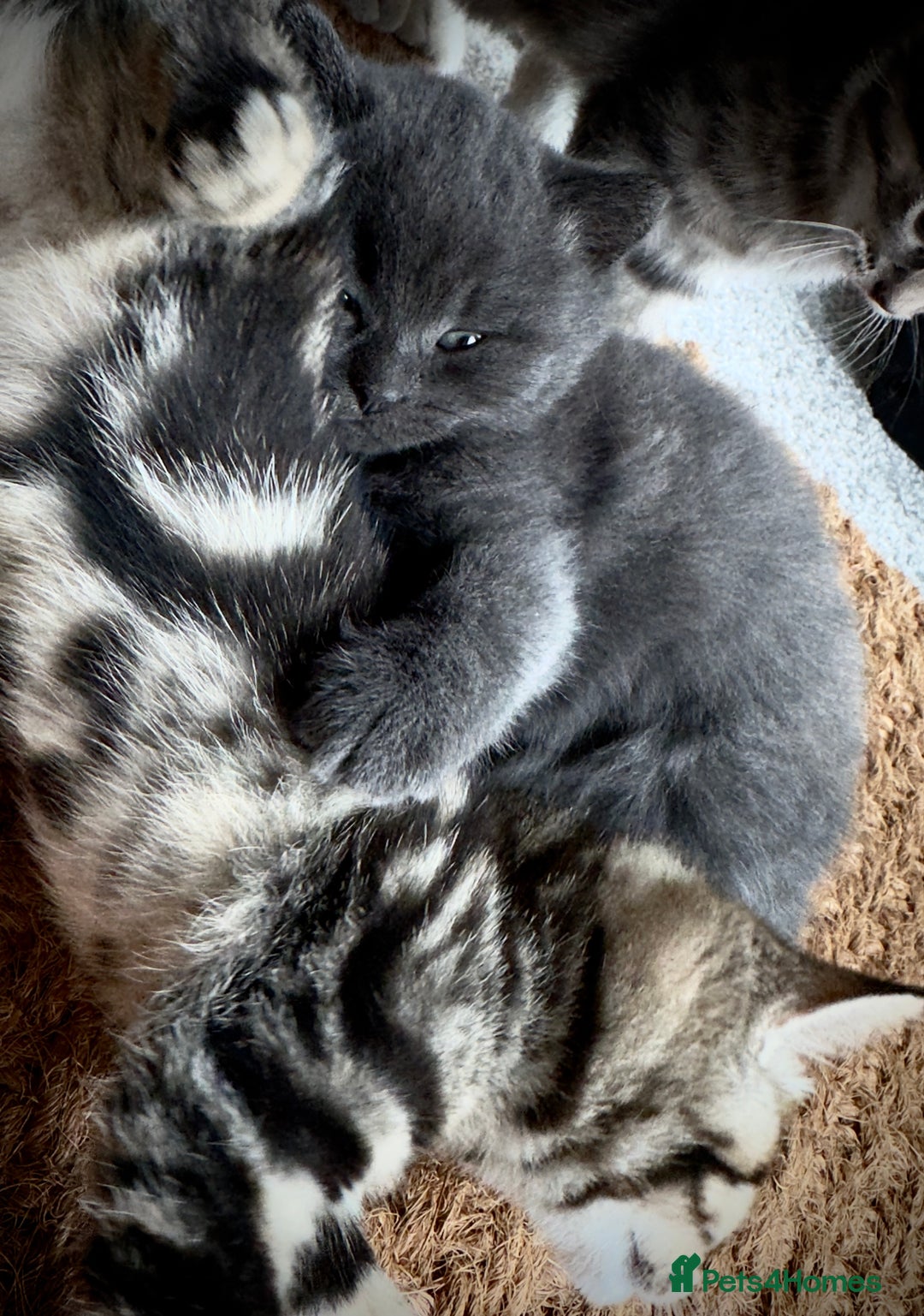 Domestic Shorthair cats for sale: Beautiful 9 Week Old Kittens  - Image 12