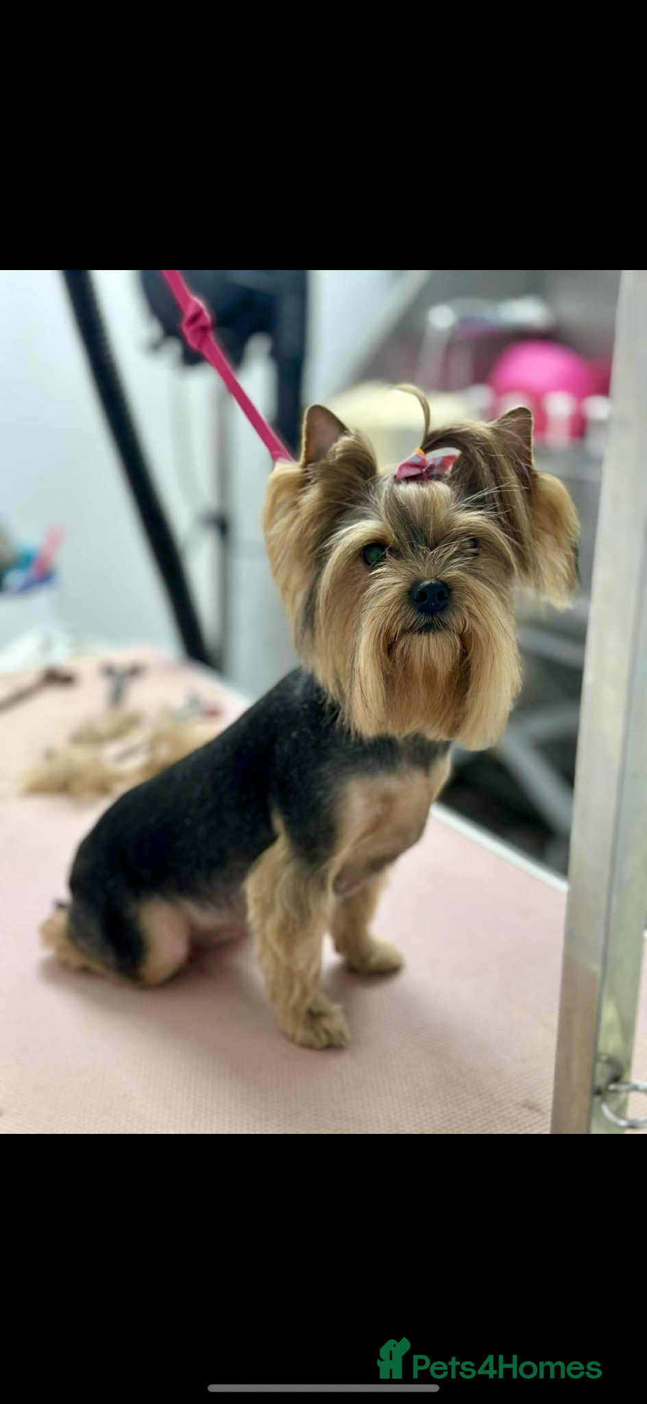 Yorkshire Terrier dogs yorksire terrier boys - Advert 14