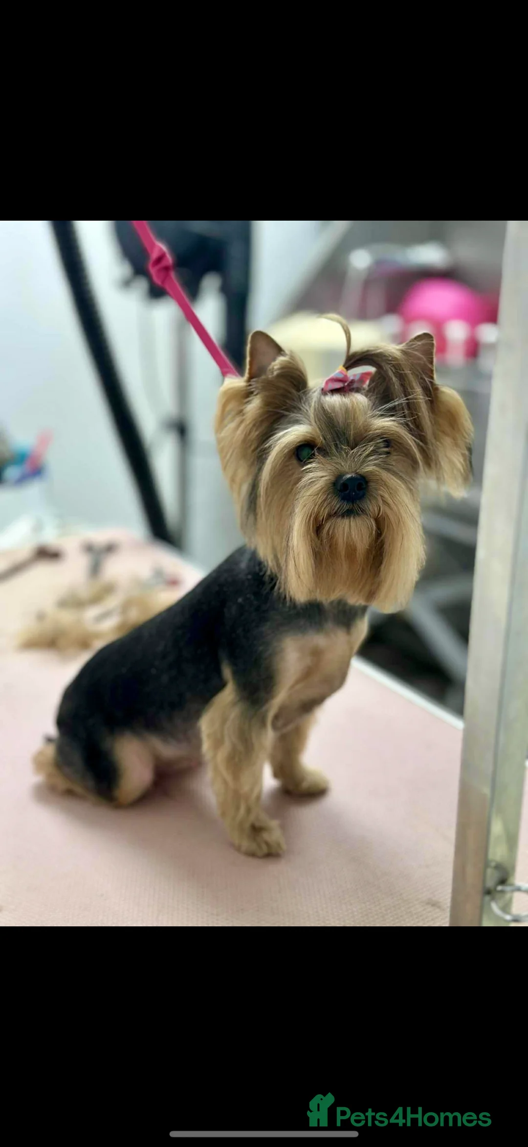 Yorkshire Terrier dogs for sale: yorksire terrier boys - Advert 1