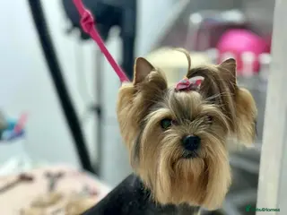 Yorkshire Terrier dogs yorksire terrier boys - Advert 14