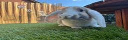 Mixed Breed rabbits for sale: Rabbits for sale - Advert 10