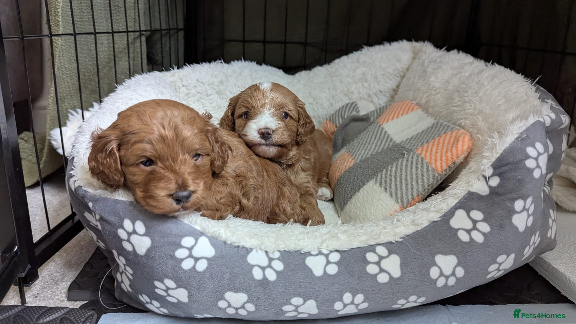 Cockapoo dogs 🐾 Beautiful F1B Cockapoo Puppies - Advert 13