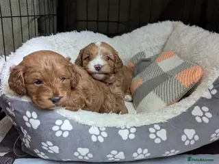 Cockapoo dogs 🐾 Beautiful F1B Cockapoo Puppies - Advert 10