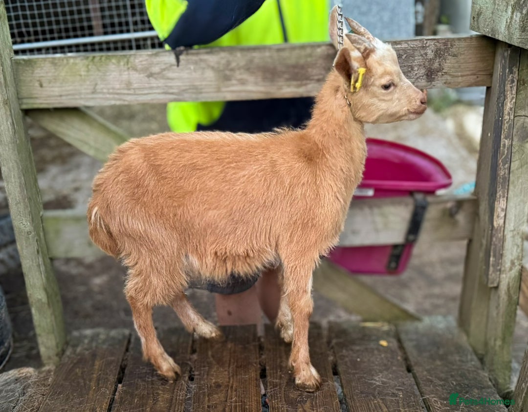 Goats livestock for sale: Royal Golden Guernsey adults, kids + yearlings - Image 3