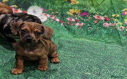Mixed Breed dogs for sale: Dapple Dachshund mixed breed pups  - Image 2