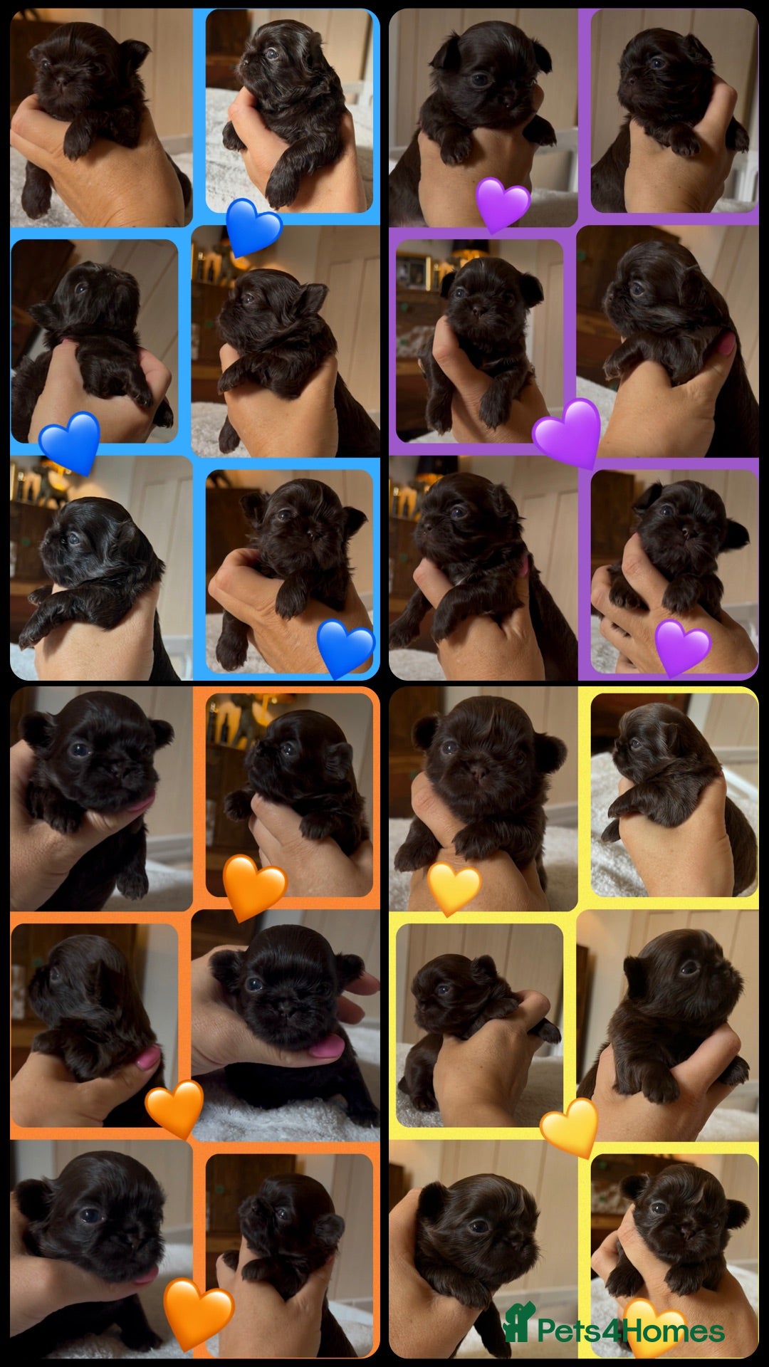 Shih Tzu dogs KC true chocolate imperial Shihtzu puppies  - Advert 17