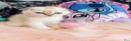 Scottish Fold cats for sale: 🐾 Stunning Scottish kitties 🐾 - Advert 9