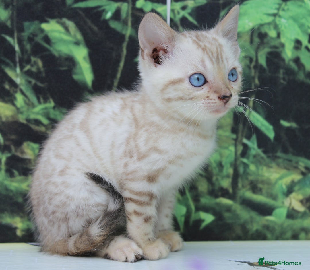 Bengal cats for sale: CUTE SNOW LYNX BENGAL KITTENS (TICA REG) - Image 4