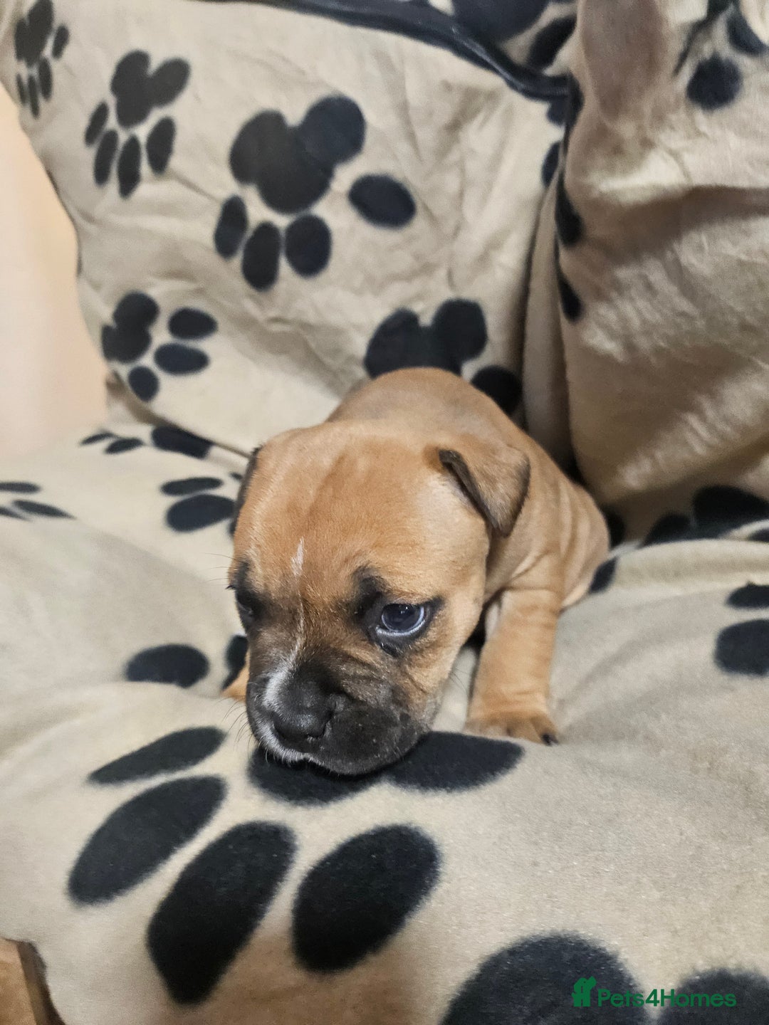 Mixed Breed dogs for sale: Mixed breed puppies - Advert 15