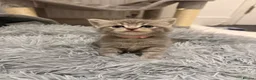 British Shorthair cats for sale: British short hair kittens in London - Advert 2