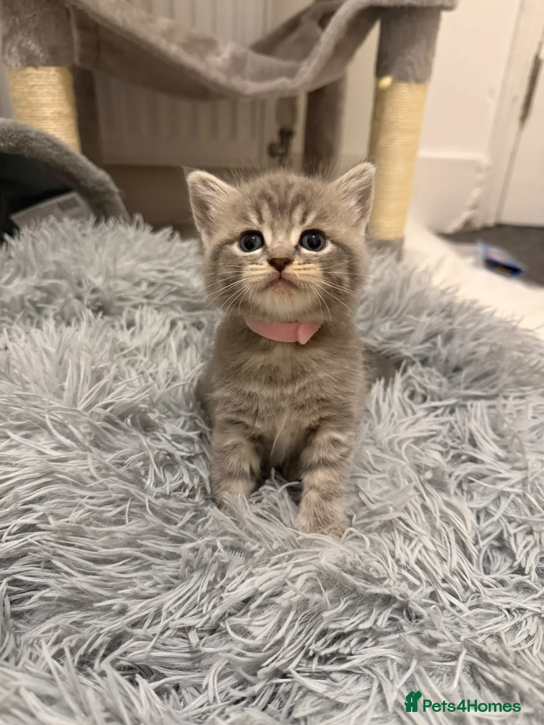 British Shorthair cats for sale: British short hair kittens in London - Advert 2