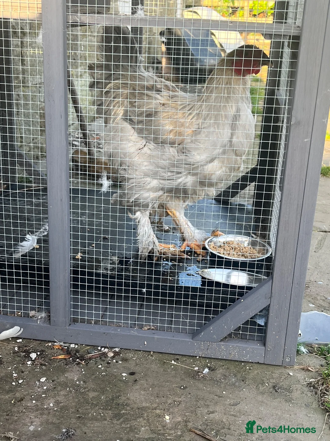 Chickens poultry for sale: Golden partridge brahma 6 Hatching Eggs  - Advert 4