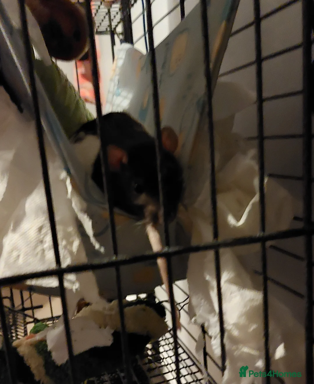 Rat rodents for sale: 2 beautiful female rats  - Advert 1