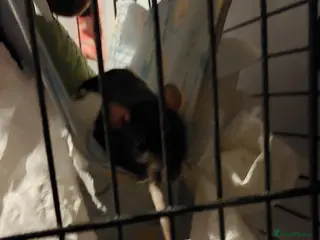 Rat rodents 2 beautiful female rats - Advert 4