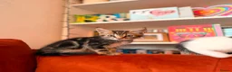Russian Blue cats for sale: I have 5 beautiful kittens available  - Advert 2
