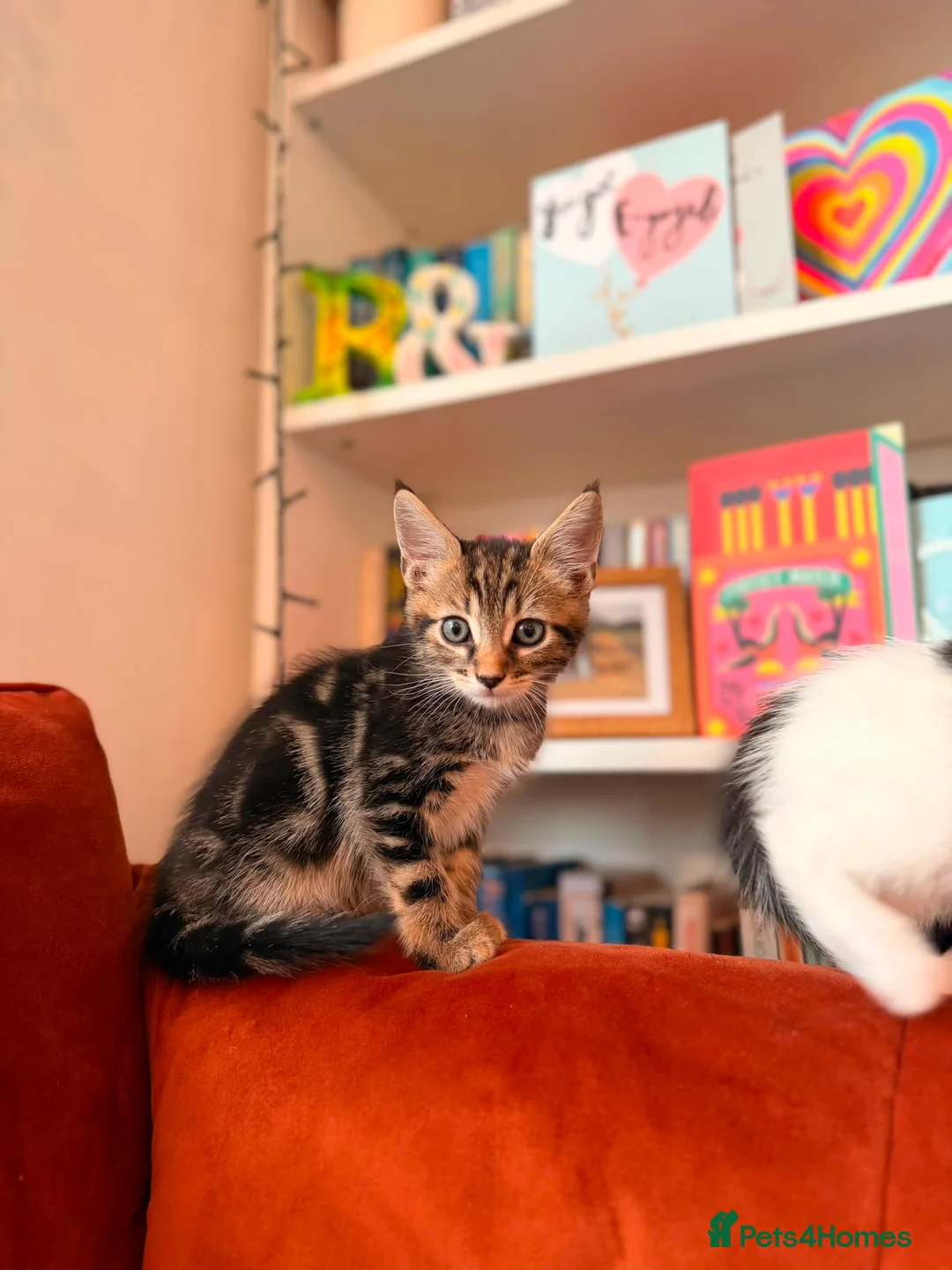 Russian Blue cats for sale: I have 5 beautiful kittens available  - Advert 2