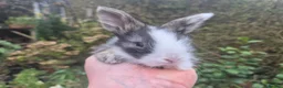 Angora rabbits for sale: ADORABLE ANGORA BABIES-PARENTS IMPORTED 🇫🇷  - Advert 5