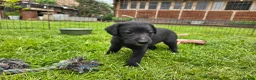 Mixed Breed dogs for sale: Bedlington whippet. Woody & Paddy - Advert 13