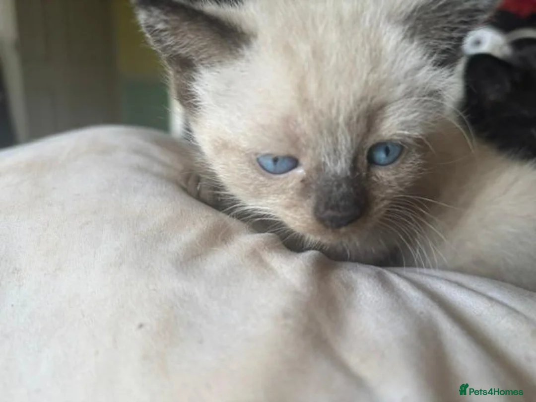Mixed Breed cats for sale: 3 adorable female kittens - Advert 2