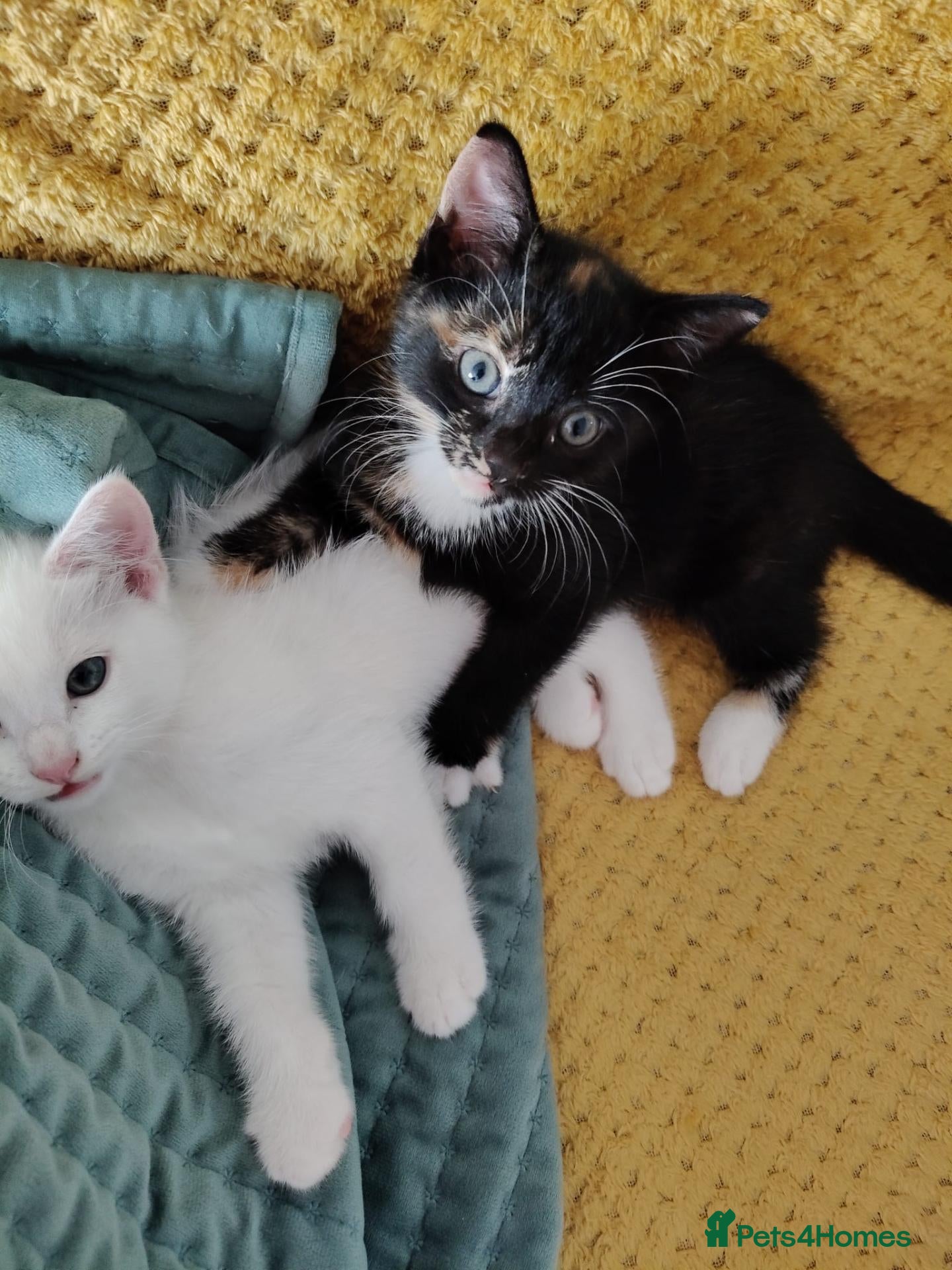 European cats Adorable Kittens - Advert 1