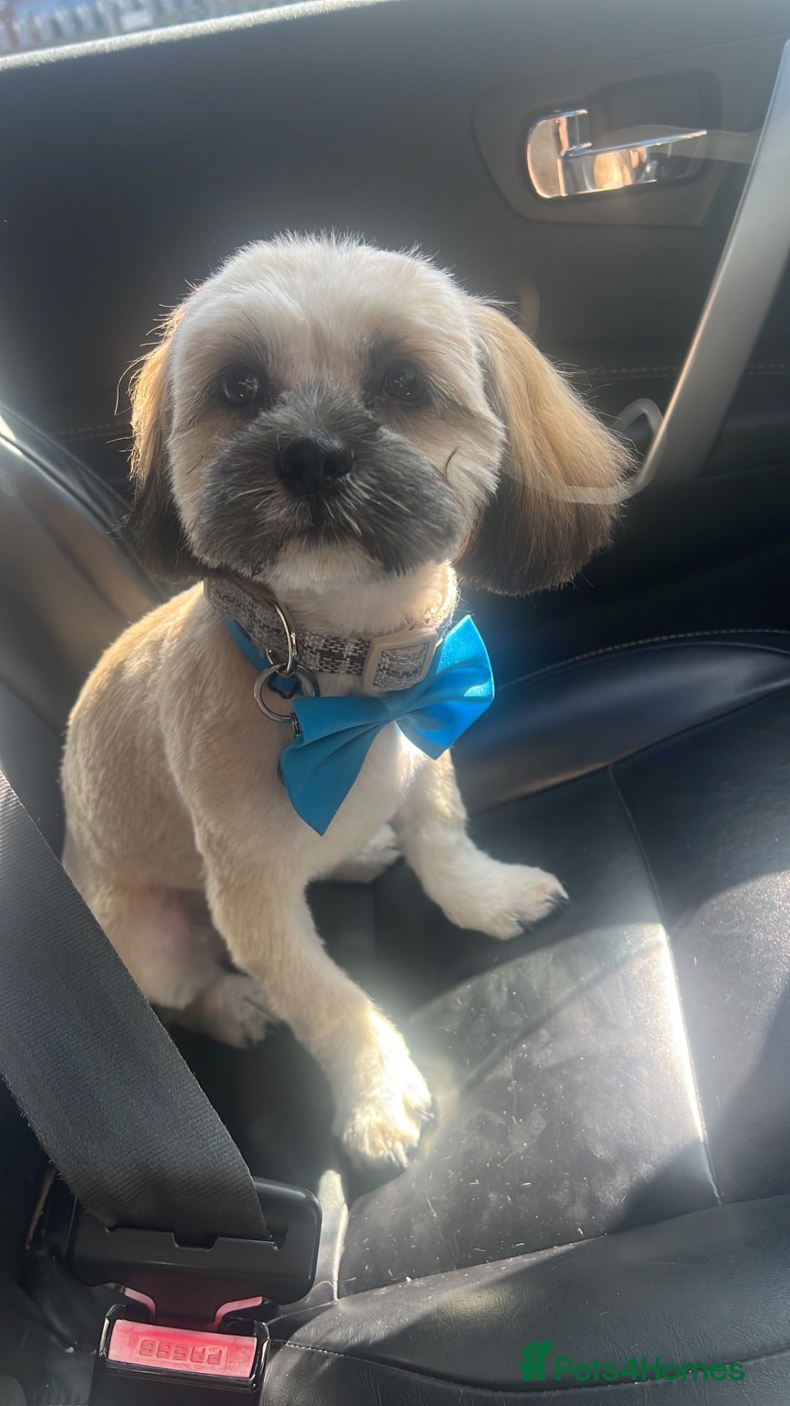 Lhasa Apso dogs Male Loveable puppy 7 months old  - Advert 1