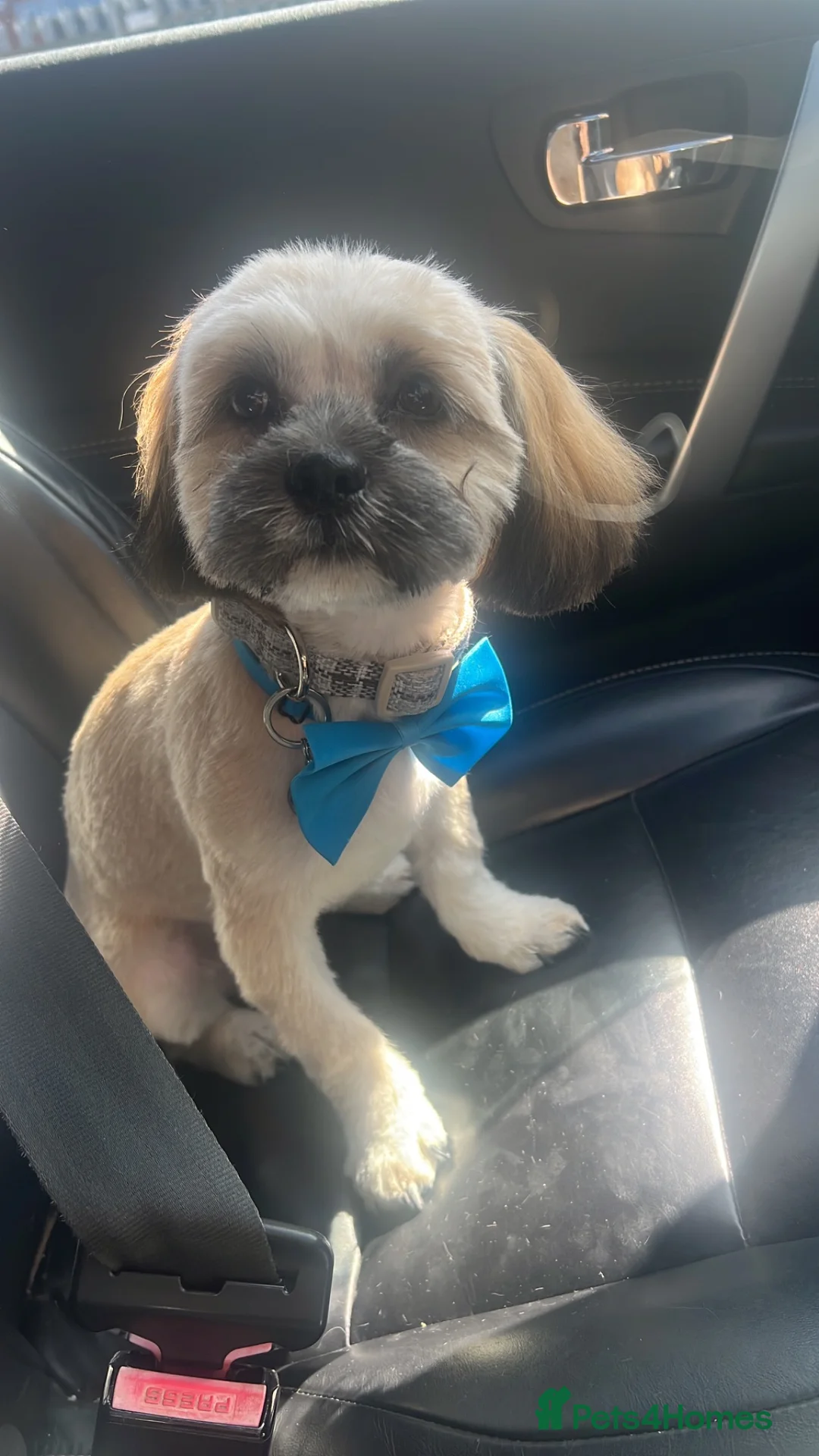 Lhasa Apso dogs for sale: Male not female  Loveable puppy 7 months old  - Advert 1