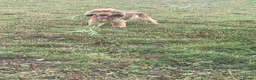 Cocker Spaniel dogs for sale: Proven kc registered show cocker spaniel for sale - Advert 4