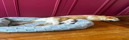 Mixed Breed dogs for adoption: ❤️🐶 LAIMA – HOW IS THIS WONDERFUL GIRL WAITING - Advert 35