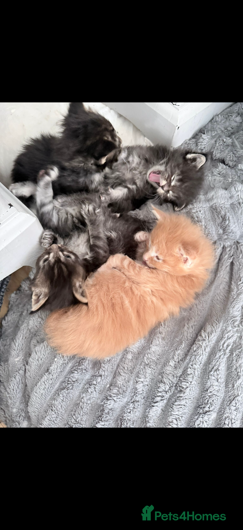 Maine Coon cats Full Maine coon born 14th feb kittens  - Advert 1