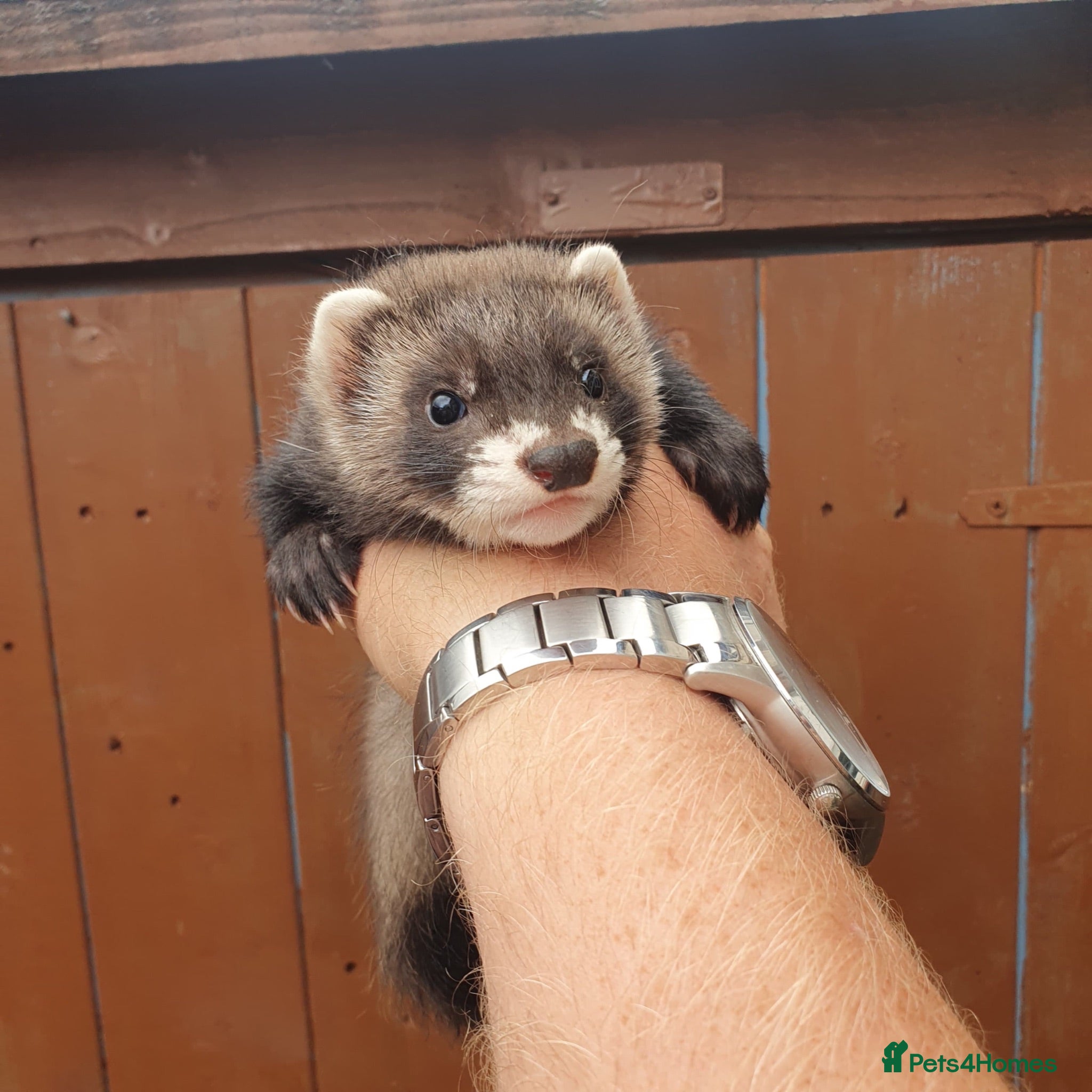 Ferret rodents Hob kits available  - Advert 6