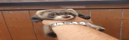 Ferret rodents for sale: Hob kits available  - Advert 1