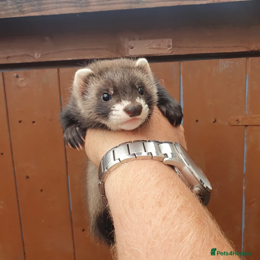 Ferret rodents for sale: Hob kits available  - Advert 1