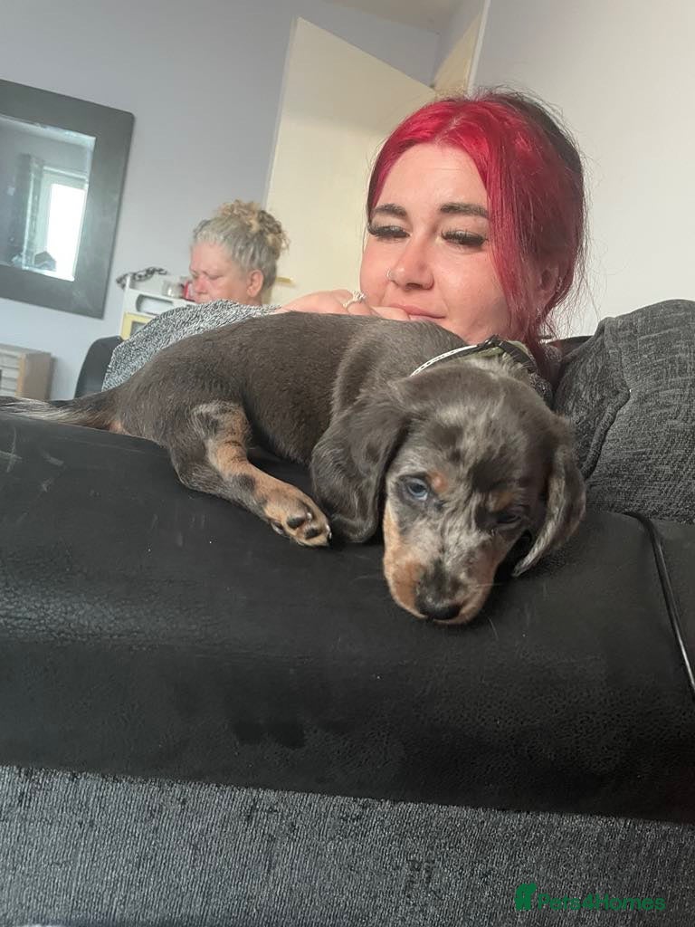 Dachshund dogs Dachshund for stud 25£ deposit r - Advert 1