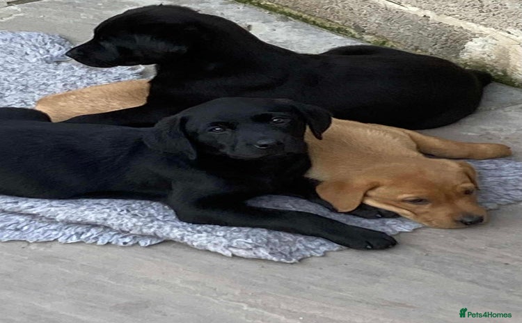 Labrador Retriever dogs - Advert 1