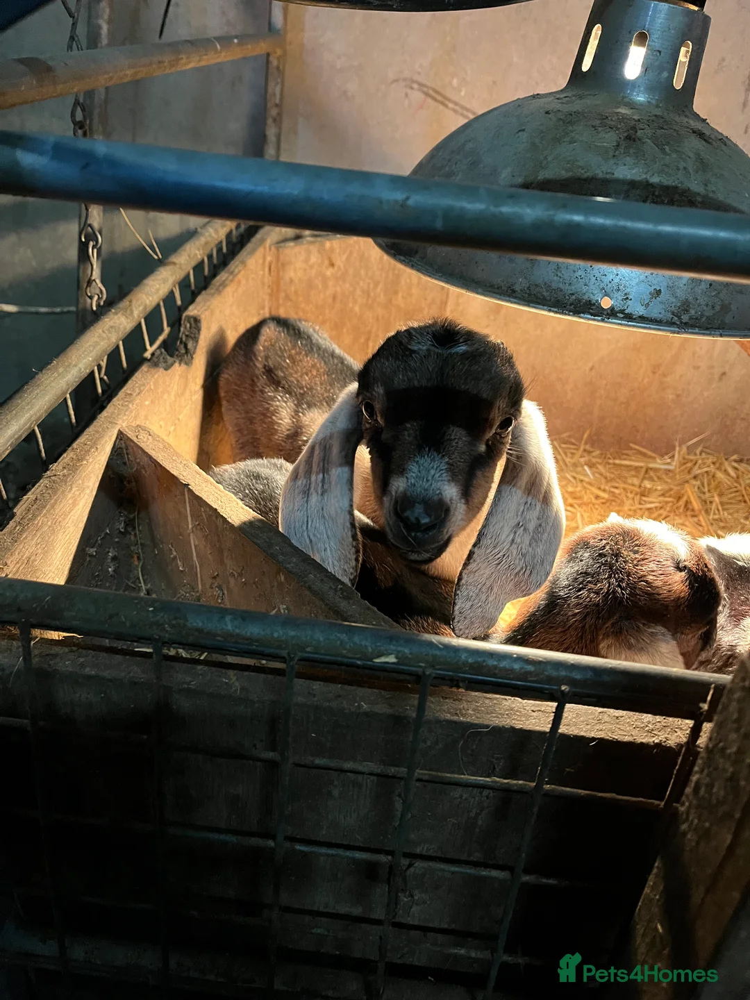 Goats livestock for sale: Selection of goats for sale  - Advert 2