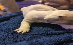 French Bulldog dogs for sale:  🐶 Adorable French Bulldog Puppies December! 🐶 - Image 13