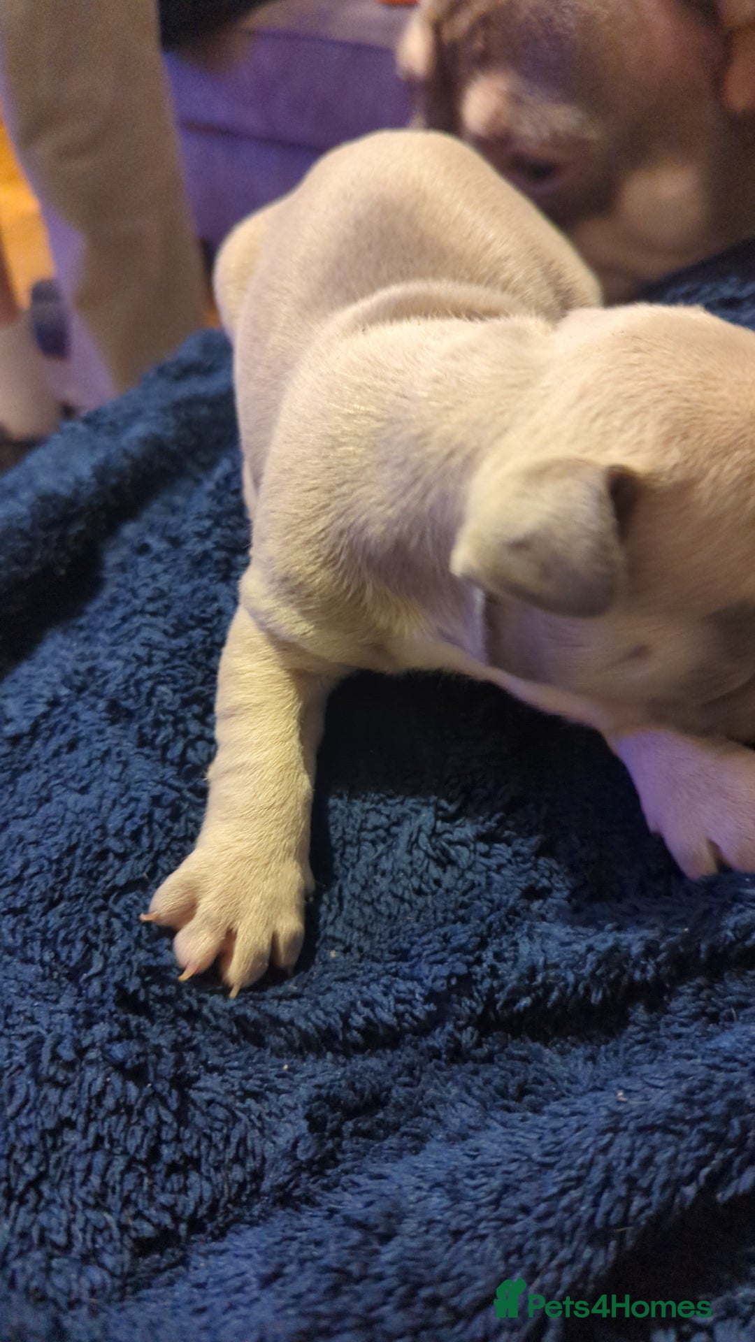 French Bulldog dogs for sale:  🐶 Adorable French Bulldog Puppies December! 🐶 - Image 13